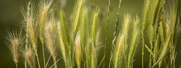 Detalle de macro de espigas de trigo, imagen de banner con espacio de copia