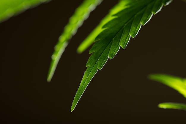 Detalle macro de fondo negro de la planta de cáñamo de hoja de marihuana