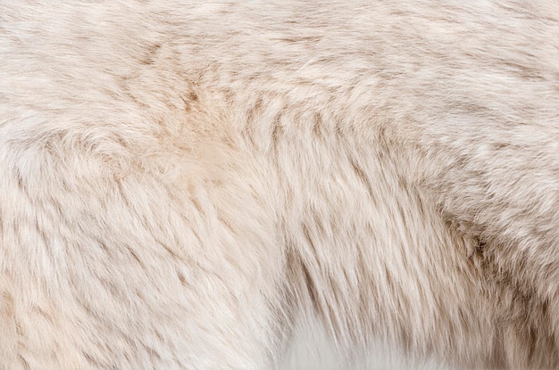 Detalle Macro de pelo de perro Berger blanc suisse