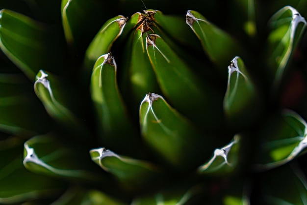 Detalle macro de una planta desde una vista cenital de hojas verdes verticales afiladas en la punta y enfocadas primero