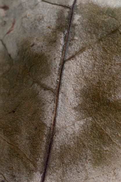 Detalle macro de textura de hoja de árbol seco