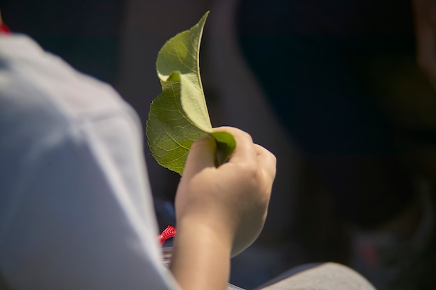 Detalle de la mano de un niño sosteniendo una hoja en sus ojos y estudiándola.