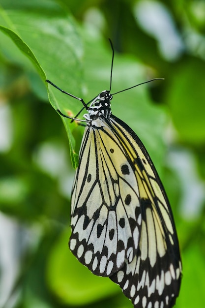 Detalle de la mariposa común asiática Mime Swallowtail en la hoja