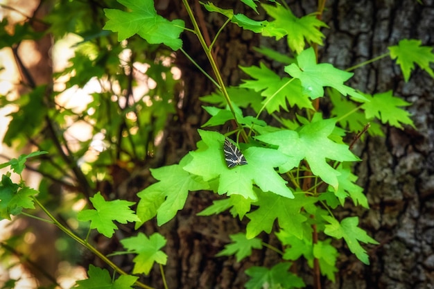 Detalle de la mariposa Panaxia en una hoja de árbol en el Valle de las Mariposas en la isla de Rodas en Grecia