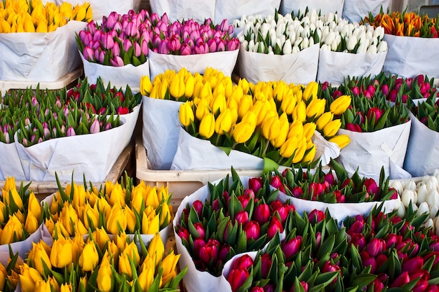 Detalle del mercado de flores de Amsterdam: los mejores tulipanes del mundo