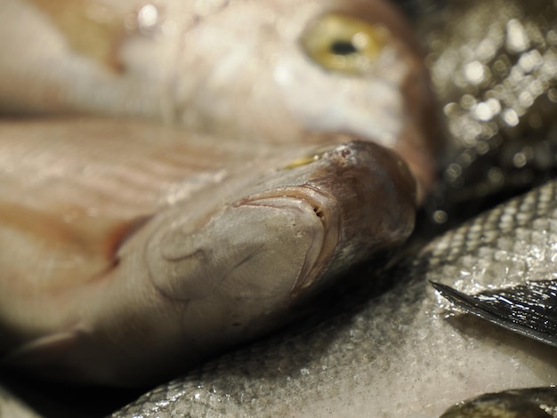 Detalle del mercado de pescado en Ortigia old wown siracuse Sicilia