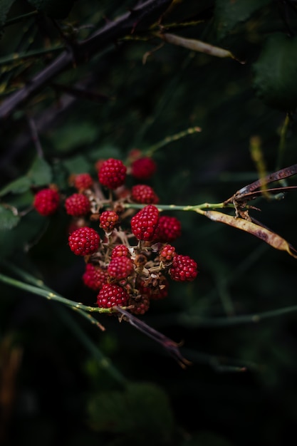 Detalle de moras silvestres