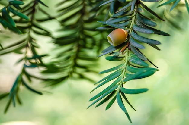 Foto detalle natural de la rama del árbol de tejo taxus baccata