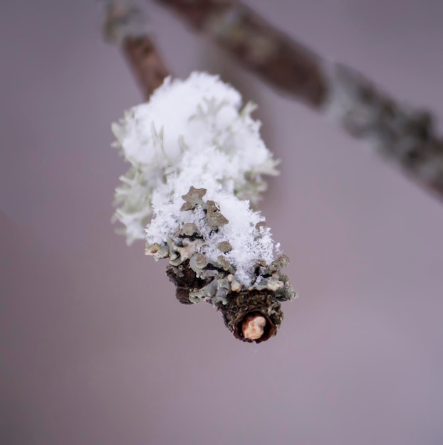 Detalle de la naturaleza invernal en el campo.