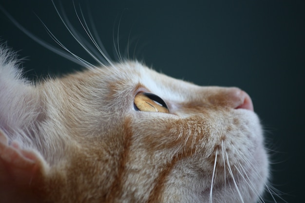 Detalle del ojo de un gato sobre un fondo oscuro