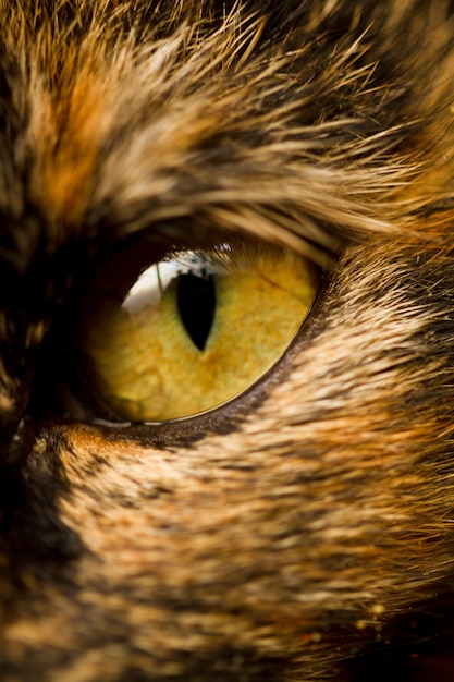 Detalle de ojo de gato