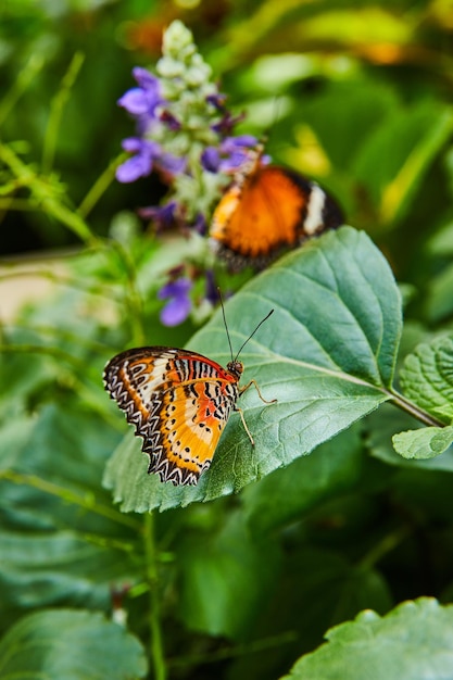 Detalle de un par de mariposas de encaje rojas en flores púrpuras