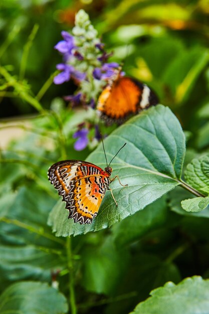 Detalle de un par de mariposas Lacewing rojo sobre flores de color púrpura