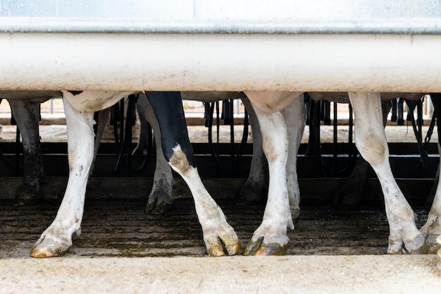 Detalle de las patas de una fila de vacas que van a pastar en un campo en Uruguay