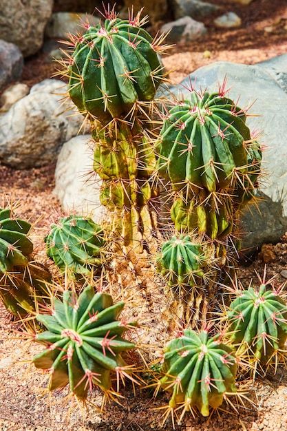 Detalle de pequeños cactus con picos rodeados de rocas