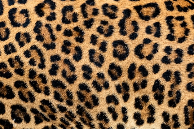 Detalle de piel de leopardo.