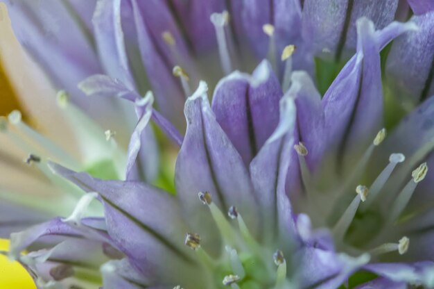 Detalle de las pistolas de flores de cebollino (Allium schoenoprasum), macro shot mostrando detalles de flores. Detalles de los pistilos de la hierba flor de cebollino, primeros planos que muestran detalles de la flor.