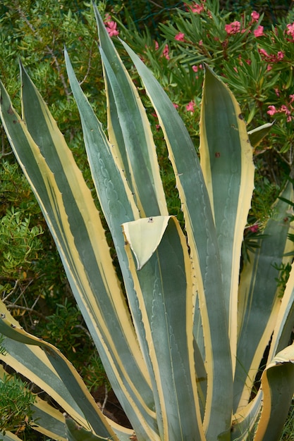 Detalle de la planta de aloe una planta grasienta muy colorida y colorida, típica de las zonas desérticas