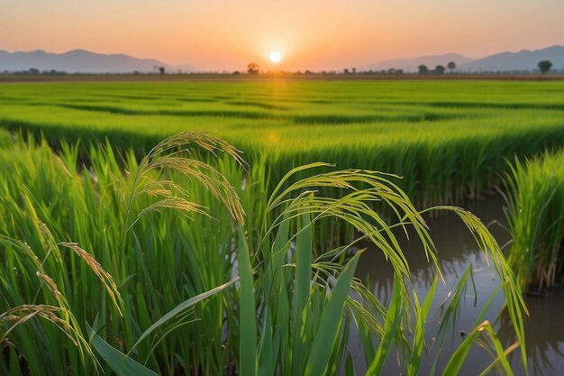 Detalle de la planta de arroz al atardecer en valencia con la plantación fuera de foco granos de arroz en la semilla de la planta