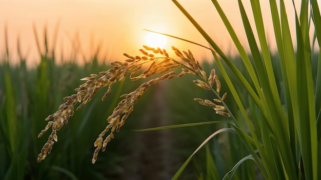 Detalle de la planta de arroz al atardecer en Valencia con la plantación fuera de foco