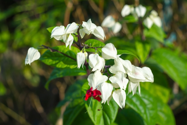 Foto detalle de una planta de clerodendrum