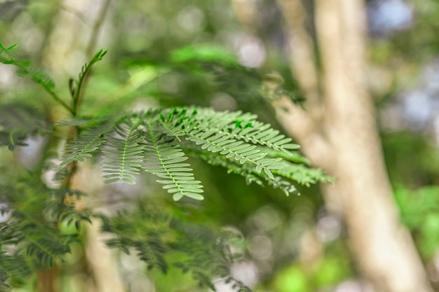 Detalle de una planta de helecho # 2