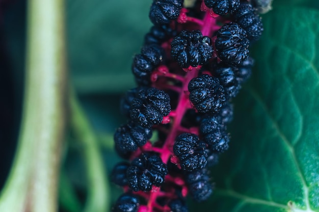 Foto detalle de una planta de hojas en el jardín hermoso patrón de fondo para el diseño