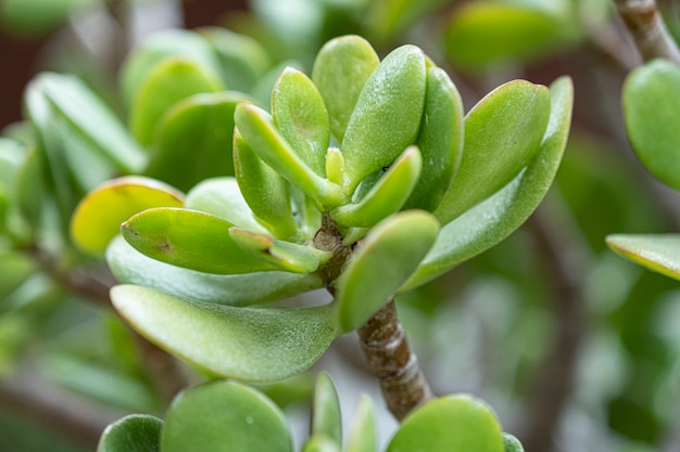 Detalle de planta natural en jardín con fondo desenfocado