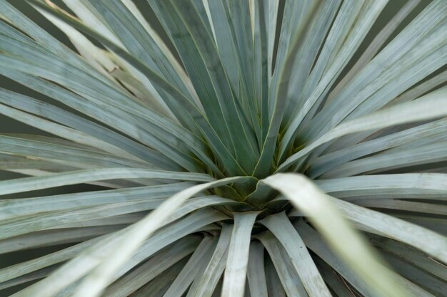 Detalle de la planta suculenta