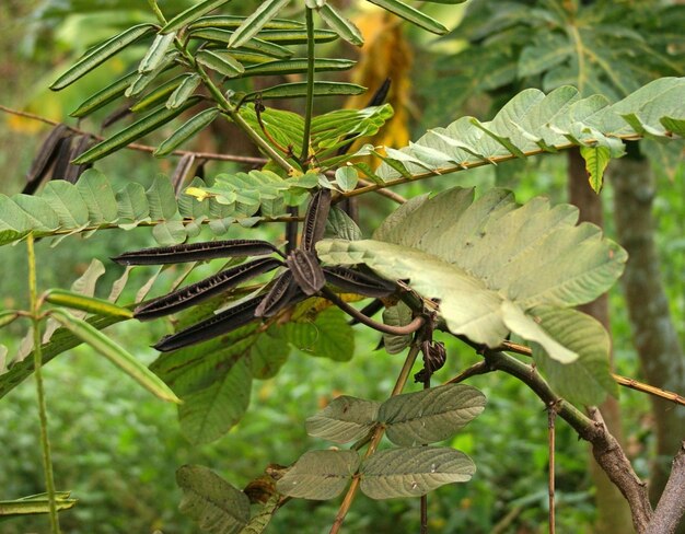 detalle de la planta en Uganda