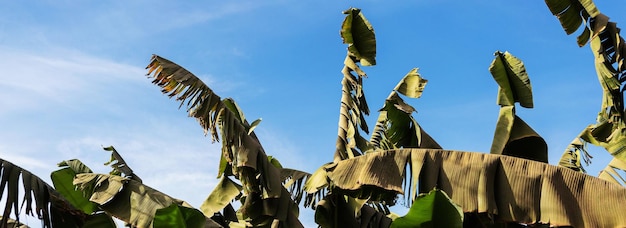 Detalle de una plantación bananera en Luxor, Egipto