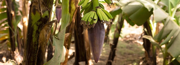 Detalle de una plantación bananera en Luxor, Egipto