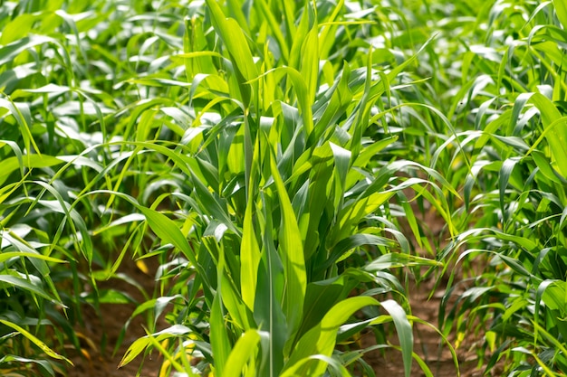 Detalle de la plantación de maíz. agricultura