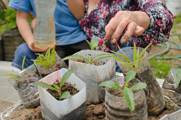 Detalle de plantas en botellas de plástico recicladas de casa