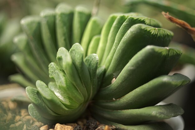 Detalle de plantas suculentas de cerca