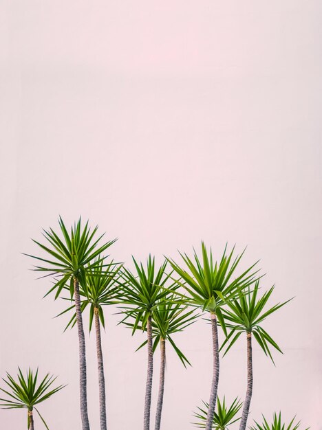 Detalle de plantas tropicales contra una pared de hotel pálido pastel en Hawai con espacio de copia