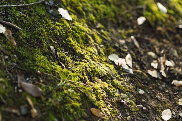 Detalle de plantas verdes y musgo en una piedra en el bosque