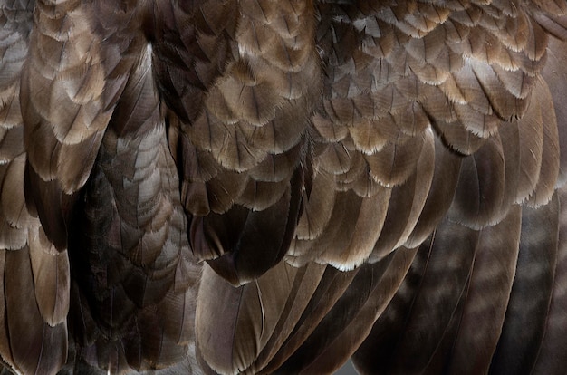 Detalle de plumas Macro de ratonero común Buteo buteo