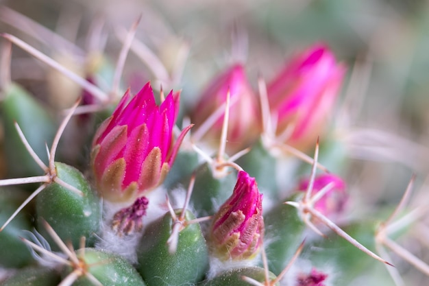 Detalle de un poco de flores rosadas de cactus mammillaria compressa o conocida como madre de cientos