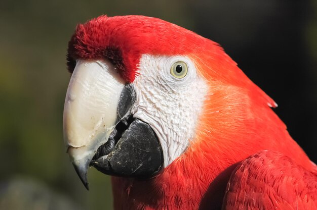 Foto detalle de primer plano de la cabeza y el pico del guacamayo