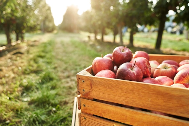 Foto detalle en primer plano de manzanas en una caja de madera