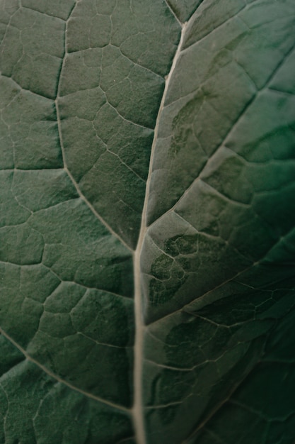 En detalle primer plano de patrón de planta