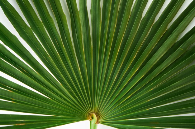 Detalle de primer plano, patrón y textura de fondo de hoja de palma verde