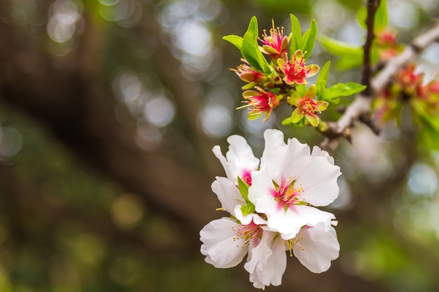 Detalle de la rama de almendro en flor de primavera