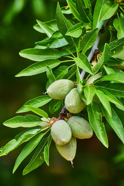 Detalle de rama de almendro con frutos.