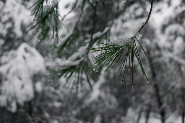 Detalle de una rama de pino nevado