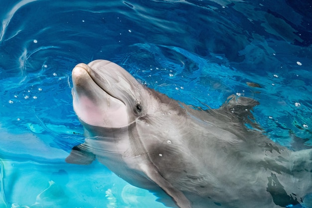 Detalle de retrato de cerca de delfines mientras te mira