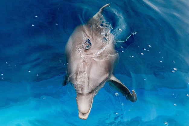 Foto detalle de retrato de cerca de delfines mientras te mira