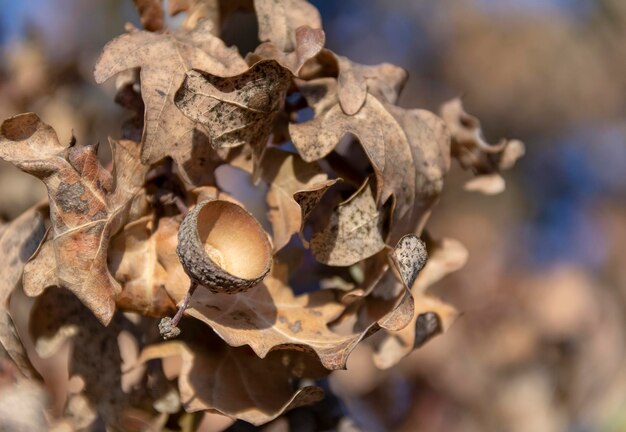 Foto detalle de roble