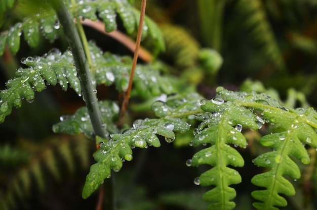 Detalle del rocío de la mañana en la hoja en Dieng Java Central